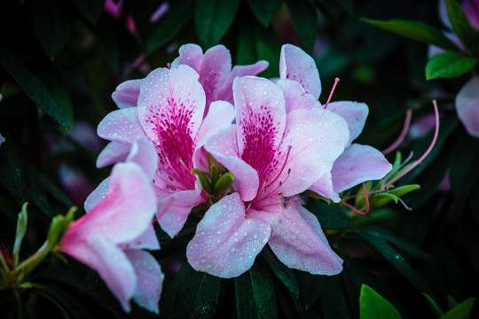 杜鵑花