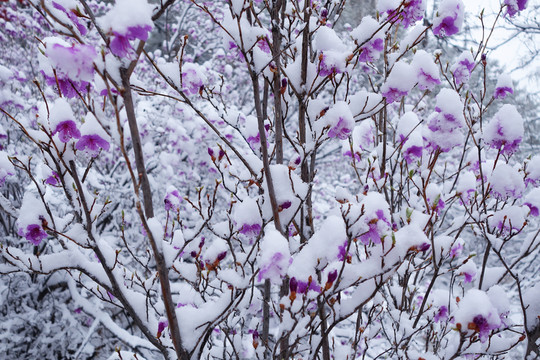 杜鵑花雪景