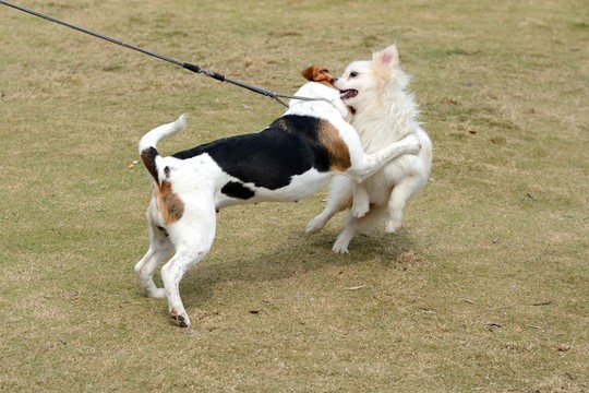 比格獵犬和薩摩耶犬