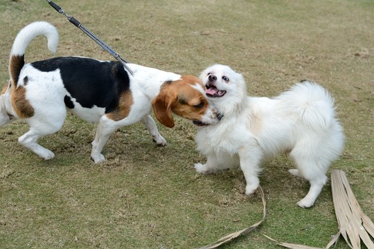 比格獵犬和薩摩耶犬狗