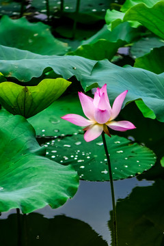 此花此葉長相映
