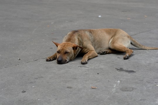 土狗