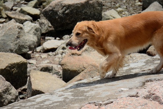 金毛犬狗