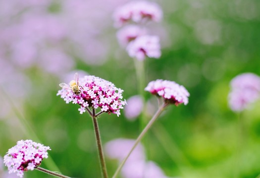 蜜蜂和馬鞭草