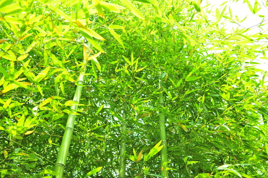 竹林