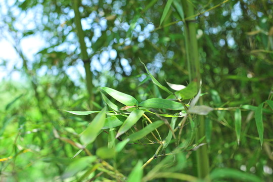 竹葉