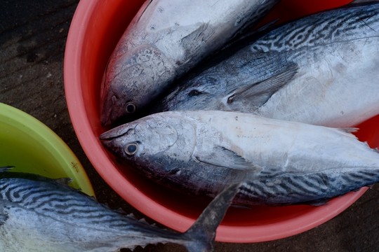 馬鮫魚