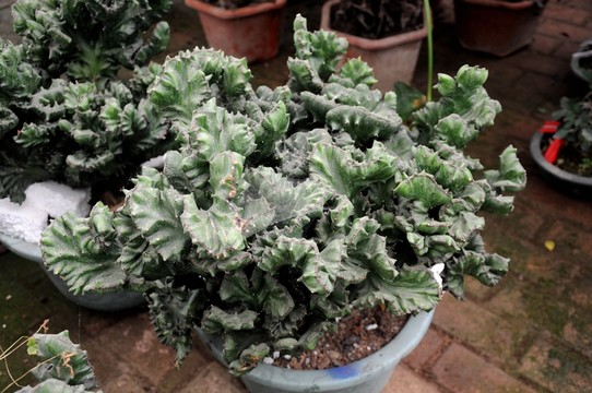 盆景盆栽 觀賞植物