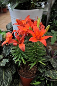 紅葉植物