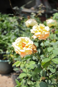 月季花