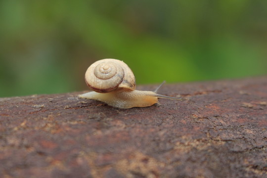 蝸牛