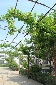綠色庭院 葡萄架下