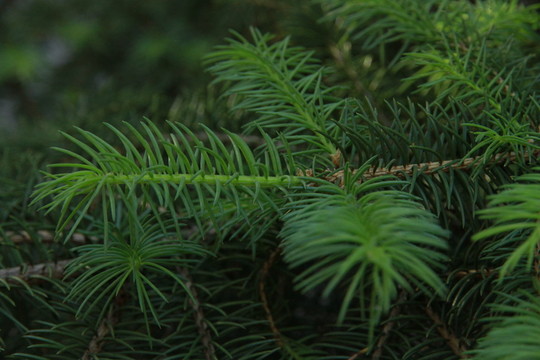 針葉林