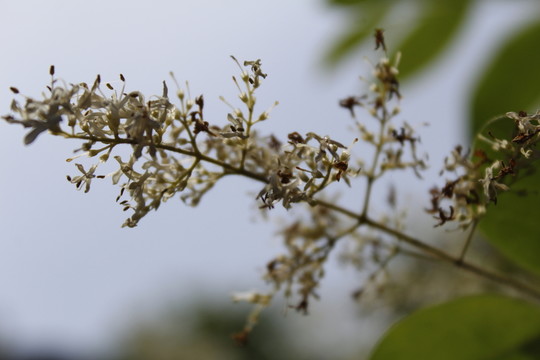 槐樹 槐花
