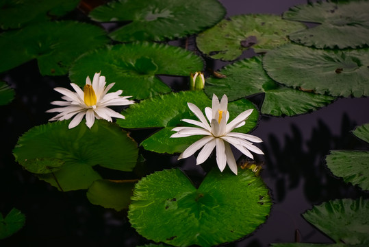 清香白蓮