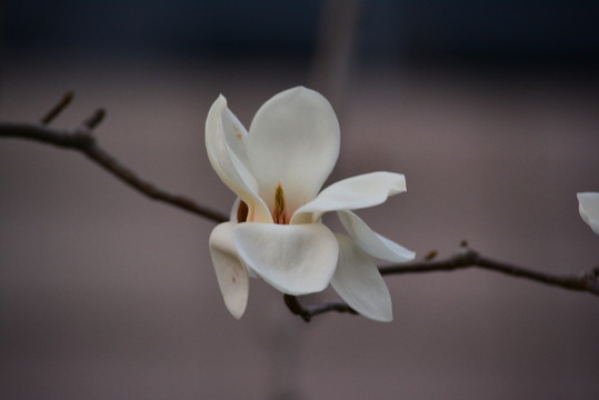 玉蘭花