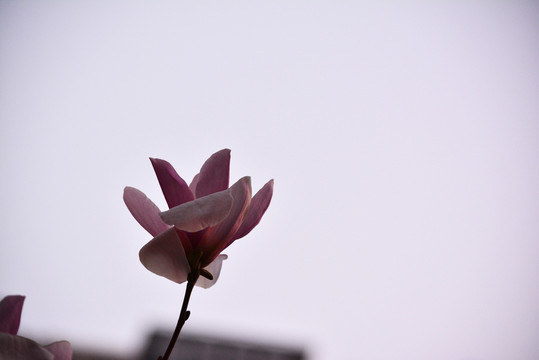 玉蘭花