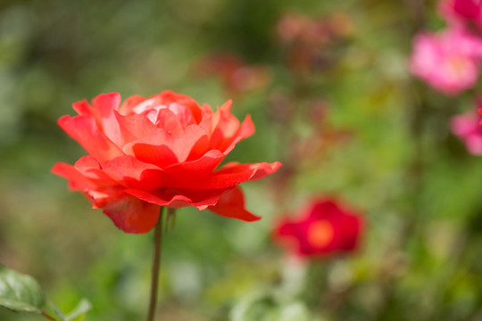月季花