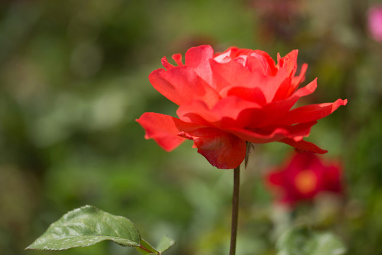月季花