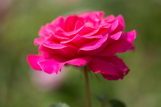 月季花