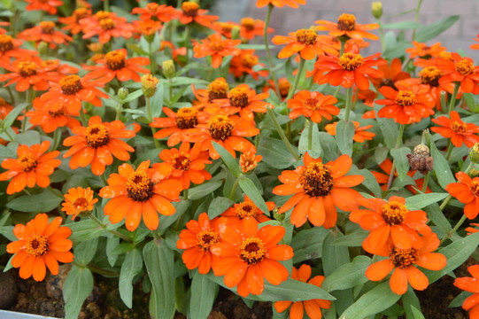 紅花瓣