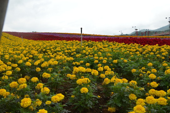黃花