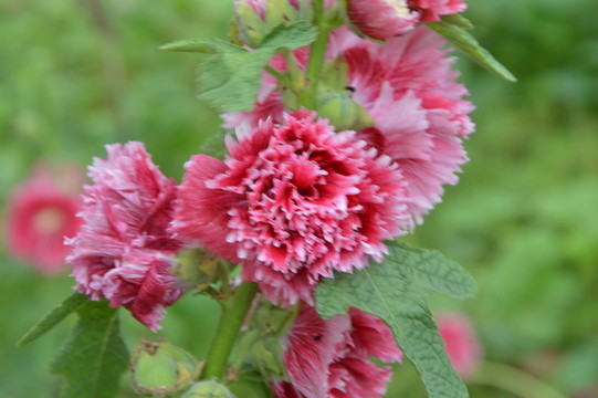 紅花瓣