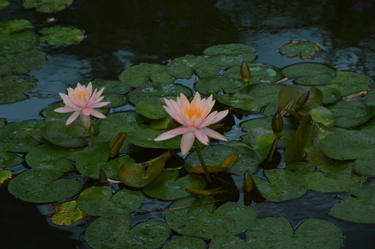 荷花