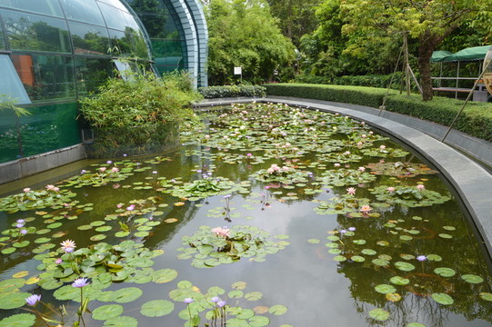 荷花池塘