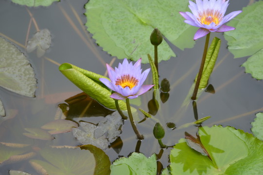 荷花圖片