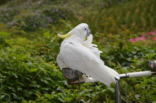 鸚鵡