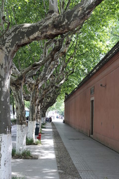 古樹與古建筑