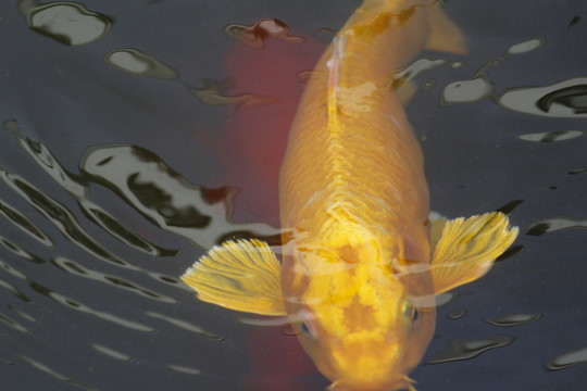 錦鯉 觀賞魚