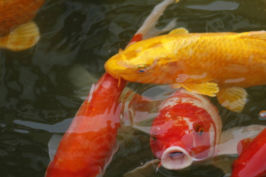 錦鯉 觀賞魚