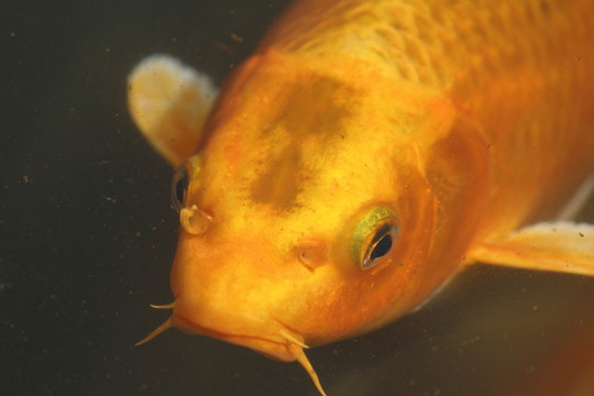 錦鯉 觀賞魚(yú)