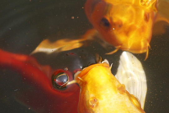 錦鯉 觀賞魚