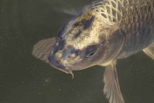 錦鯉 觀賞魚