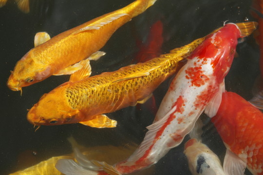 錦鯉 觀賞魚