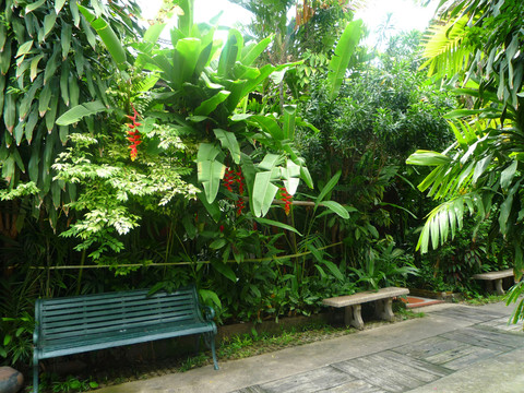 熱帶雨林小花園