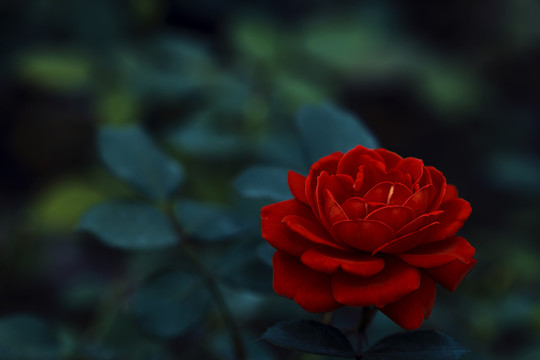 月季花