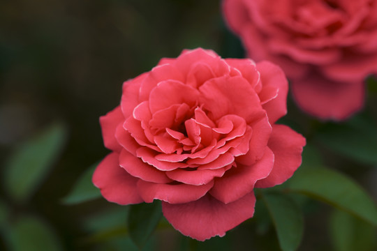 月季花