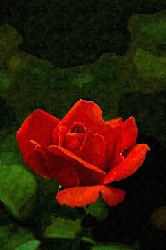 抽象藝術(shù)花卉