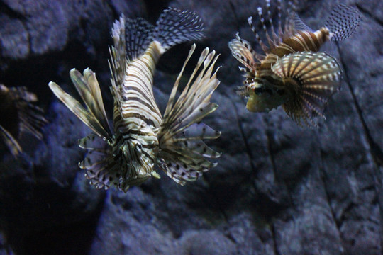 海魚