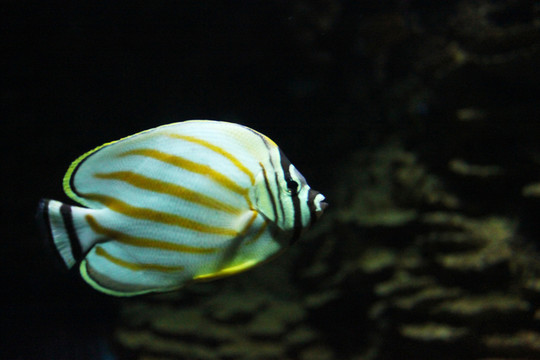 小丑魚(yú)