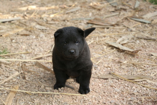 小黑狗