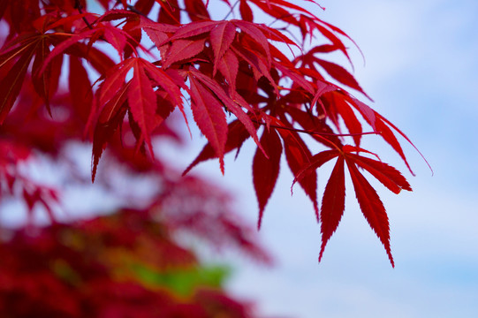 紅葉