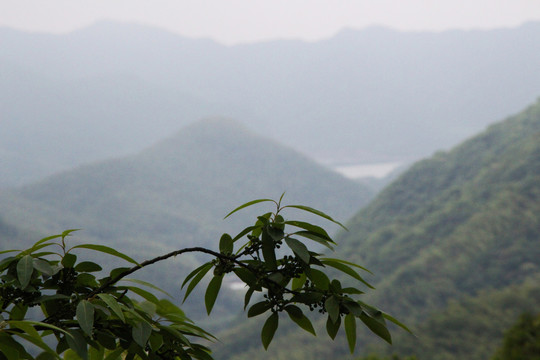 山中野果