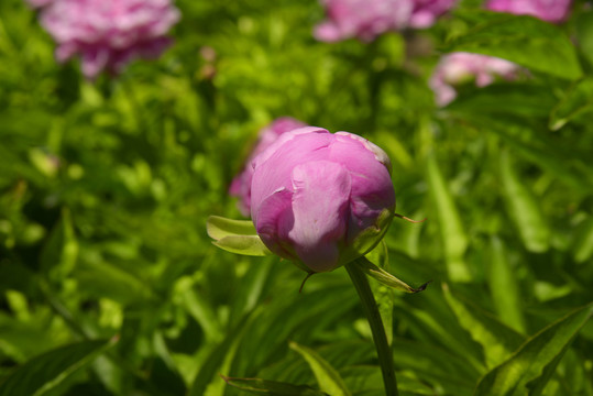 粉色芍藥花苞高清jpg