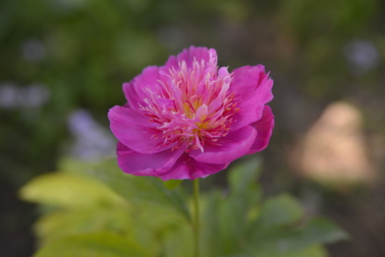 粉色芍藥花高清jpg