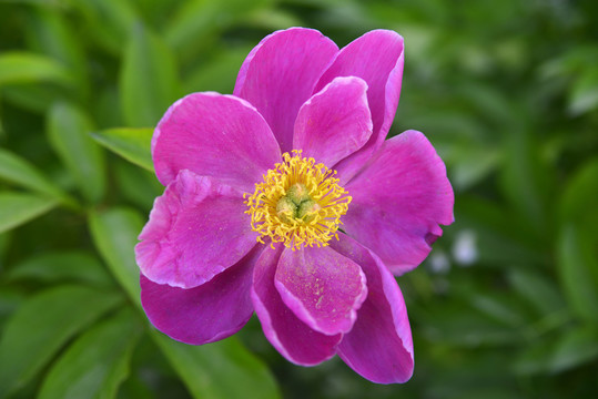 粉色芍藥花高清jpg